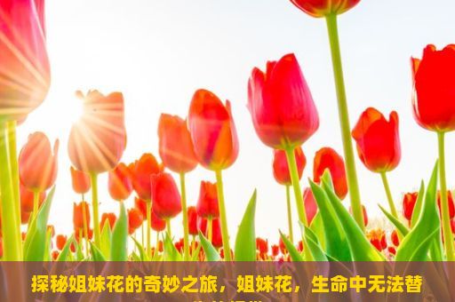 探秘姐妹花的奇妙之旅，姐妹花，生命中无法替代的纽带