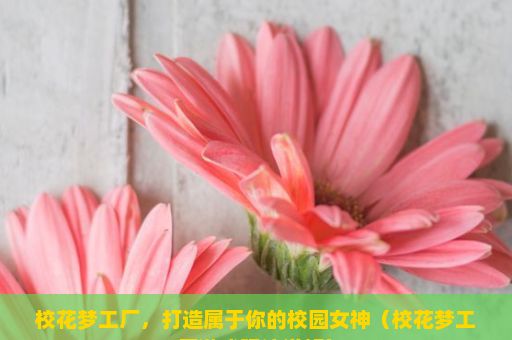 校花梦工厂，打造属于你的校园女神（校花梦工厂游戏玩法详解）