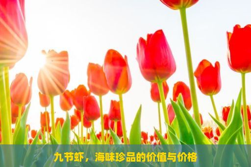 九节虾，海味珍品的价值与价格